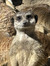 Cristi