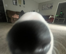 Reggie
