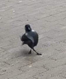 Luca