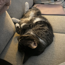 Emmi