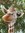 dendis