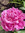 member photo member photo
