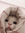 linh