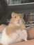 Hamster...