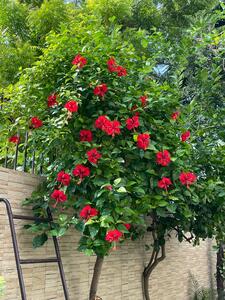 Vanshika Suryavanshi