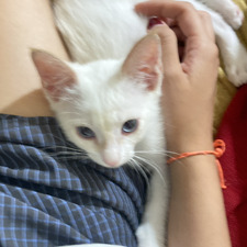 Matilde