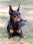 Doberdog_cruiser