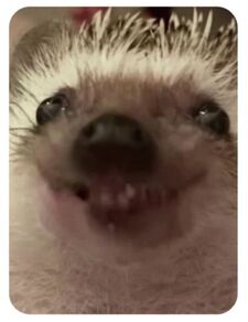 Friedbert's Leseecke