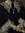 Mosegrodd