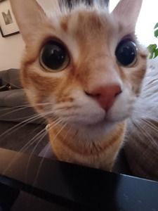 Bituxa