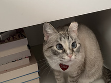 Kat
