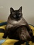 Izzy Ra...