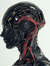 Human