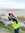 Loane G