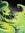 Oogie Boogie