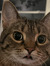 Averi