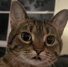 Averi