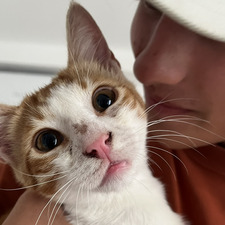 Paolo Giordano Orsini