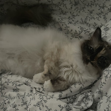 emy
