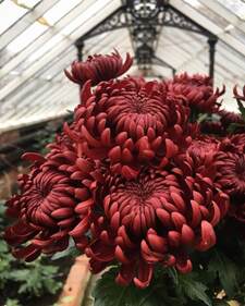 chrysanthemum