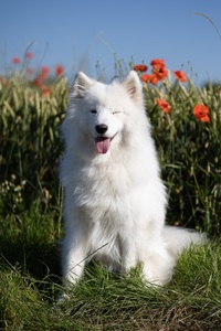 Dreadwolf91