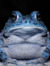 Blue Toad