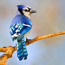 MrsBluejay