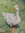 Goose