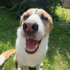 Nellie Sunnanväder Hellberg