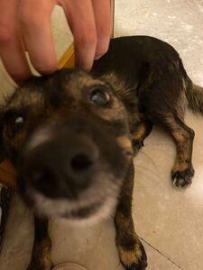 George Theodoropoulos 