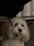 Will Auby
