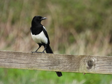 BradleyMagpie