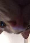 Fran
