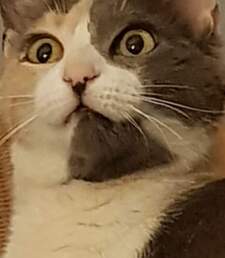 Pouletto