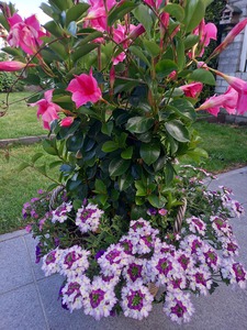 Marion Brummel-Tepper