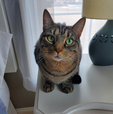 Missy Tomes