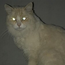 カジュアルな読者