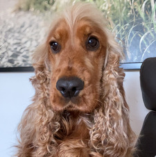 Freya Kaurijoki-White