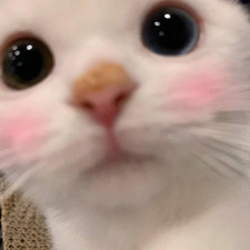 Geyl