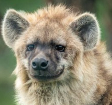 HyenaTeeth