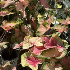 mckenna ⭐️&#x1f9dc;‍♀️