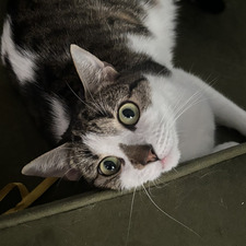 Isabel