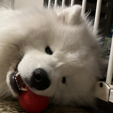 Samoyed Lover