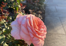 +-._.-+ saracha +-._.-+