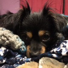 Mackenzie O’Donnell