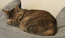Brightheart