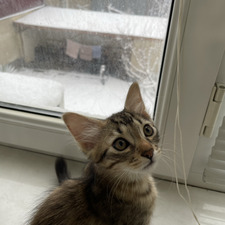 Risalat Abdulgamidova