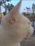 Enis