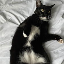 four fat cats