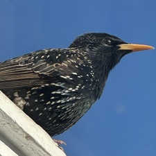 Hannah Kentling-Soderling